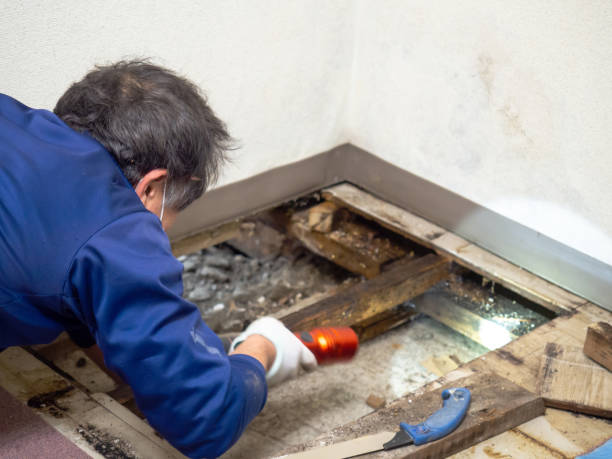 Best Crawl Space Mold Removal  in Hancock, MD