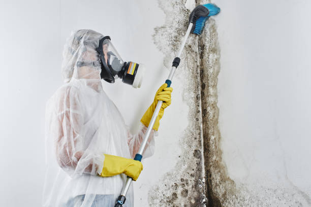 Best Mold Removal Near Me  in Hancock, MD