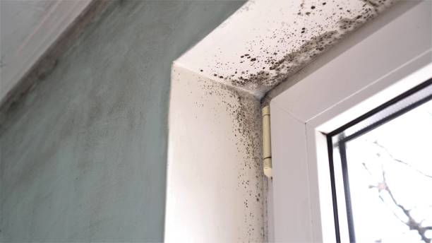 Best Mold Removal Company Near Me  in Hancock, MD