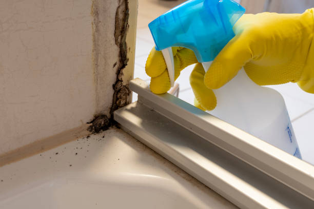 Certified Mold Removal in Hancock, MD