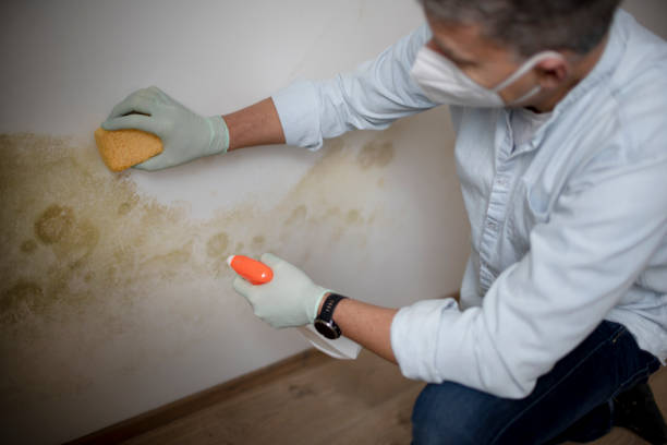 Best Black Mold Removal  in Hancock, MD