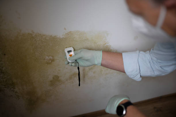Best Mold Testing and Removal  in Hancock, MD