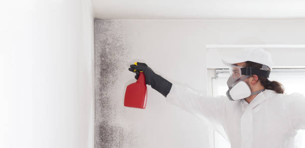 Best Toxic Mold Removal  in Hancock, MD