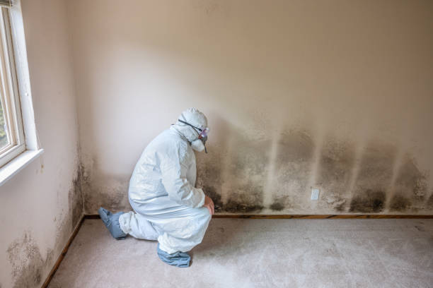 Best Residential Mold Removal  in Hancock, MD
