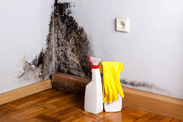 Best Mold Remediation  in Hancock, MD