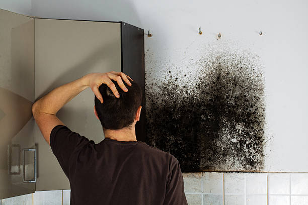 Best Mold Removal Specialists  in Hancock, MD
